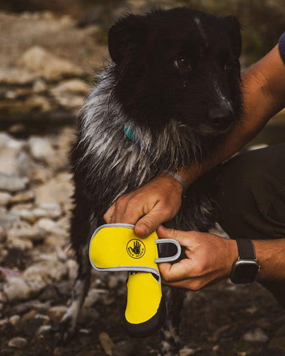 Accessories Body Glove Paw Protector Booties
